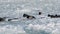 Ducks and common gull Larus canus on ice. Birds of Ukraine