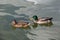 Ducks couple on a green water pond.