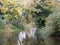 Ducks in the distant stream with trees reflections autumn