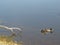 Ducks in the Dnieper shore in search of food