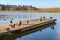 Ducks on the dock