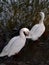 Ducks are doing rest after swimming in the forests