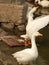 Ducks are doing rest after swimming in the Jheel