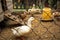 Ducks and duck house in serbian village