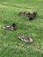 Ducks with ducklings