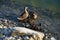 Ducks with ducklings at the lakeside on a sunny day