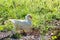 Ducks on a dung hill