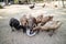 Ducks eating the food in a bowl