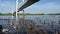 Ducks eating at the river bank on Yenisei river on Krasnoyarsk