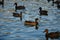 Ducks on an emerald green lake at evening