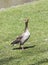 Ducks enjoy the green grass in the english garden