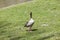 Ducks enjoy the green grass in the english garden