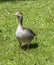 Ducks enjoy the green grass in the english garden