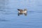 Ducks enjoy the lake in the english garden