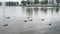 Ducks family in the lake