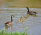 Ducks family in a pond