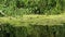 Ducks Family Swimming in the River Algae