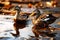 Ducks with feathers covered in oil in water polluted with waste and debris. The problem of waste water discharge and oil spills in