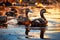 Ducks with feathers covered in oil in water polluted with waste and debris. The problem of waste water discharge and oil spills in