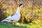 Ducks feed on traditional rural barnyard. Detail of a duck head. Close up of waterbird standing on barn yard. Free range poultry