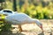 Ducks feed on traditional rural barnyard. Detail of a duck head. Close up of waterbird standing on barn yard. Free range poultry