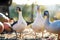 Ducks feed on traditional rural barnyard. Detail of a duck head. Close up of waterbird standing on barn yard. Free range poultry