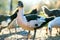 Ducks feed on traditional rural barnyard. Detail of a duck head. Close up of waterbird standing on barn yard. Free range poultry