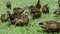 Ducks feeding in the green grass.