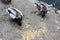 Ducks feeding at Reddish Vale