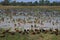 Ducks field.