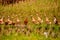 Ducks on a field, Bali, Indonesia