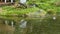 Ducks and fishes in Japanese pond in Takachiho gorge