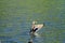 Ducks flapping their wings in water