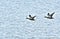 Ducks In flight over Lake Hefner