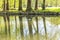 Ducks floating on the river Fiume Lambro passing through the par