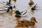 ducks floating in the water, feeding the ducks, bread in beak hungry duck, concept winner or wallpapers for computers