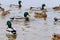 ducks floating in the water, feeding the ducks, bread in beak hungry duck, concept winner or wallpapers for computers