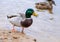 ducks floating in the water, feeding the ducks, bread in beak hungry duck, concept winner or wallpapers for computers, selective
