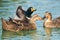 Ducks floating on water in the lake in city park in sunny day. Close up portraits of water birds
