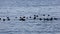 Ducks flock swimming in blue sea water in dark sunset light. Wild Harlequin ducks Histrionicus histrionicus in natural habitat.
