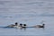 Ducks flock swimming in sea. Group of wild Goosander Mergus merganser males chasing female duck. Diving pochard seabirds on the