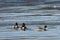 Ducks flock swimming in sea. Group of wild Goosander Mergus merganser males and female duck. Diving pochard seabirds on the move