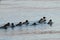 Ducks flock swimming in sea. Group of wild Goosander Mergus merganser males and females in natural habitat. Diving pochard seabi