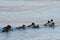 Ducks flock swimming in sea. Group of wild Goosander Mergus merganser males and females in natural habitat. Diving pochard seabi