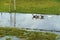 Ducks on the flooded football field, the ducks in the village swim in a pool