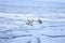 Ducks flying over frozen Wadden sea at sunrise