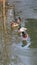 Ducks on a frozen lake