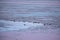 Ducks on frozen Wadden sea coast