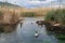 Ducks and geese in azmak river in Gokova, Mugla