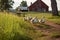 ducks and geese graze near the farm on a sunny day
